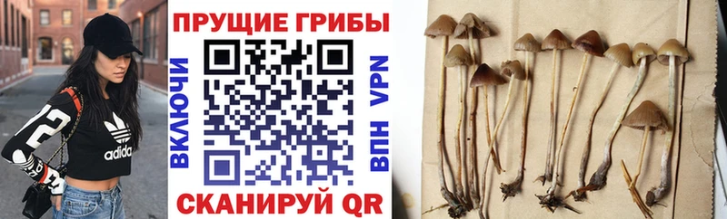 Псилоцибиновые грибы прущие грибы  Талица 